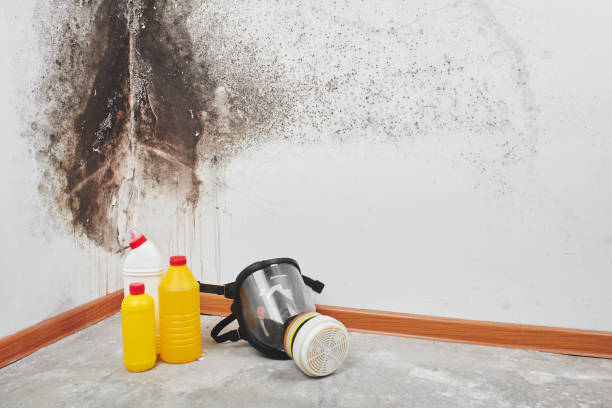 Best Black Mold Removal  in Ashland, NE