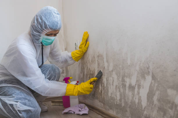 Professional Mold Removal in Ashland, NE