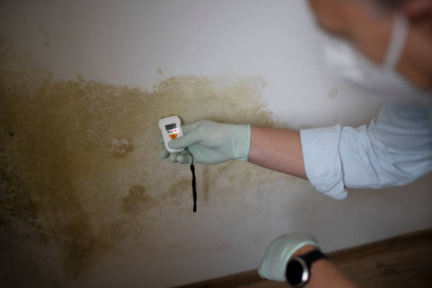 Mold Testing and Removal in Ashland, NE