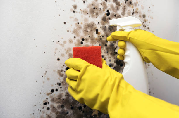 Best Commercial Mold Removal  in Ashland, NE