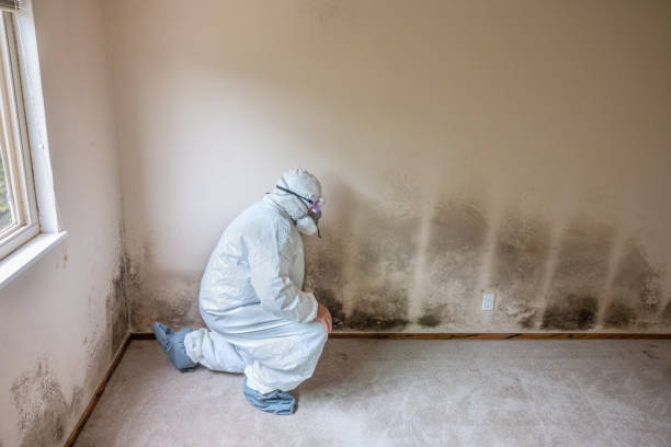 Best Crawl Space Mold Removal  in Ashland, NE