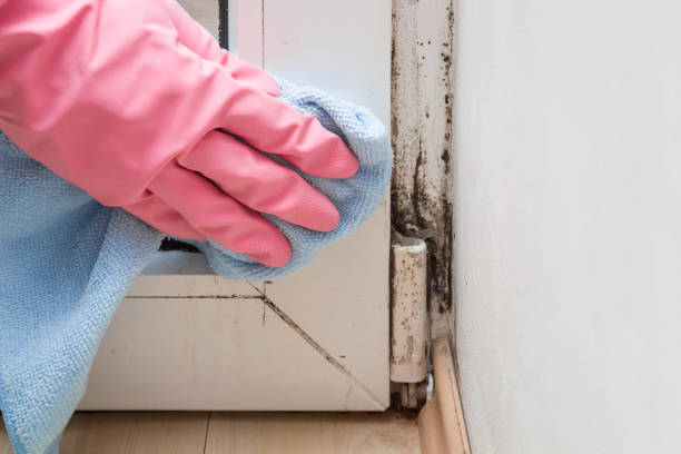 Best Fast Mold Removal  in Ashland, NE